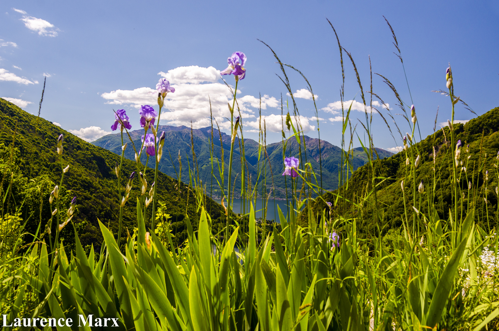 Violet Flowers at Lago di Vogorno