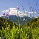 Violet Flowers at Lago di Vogorno