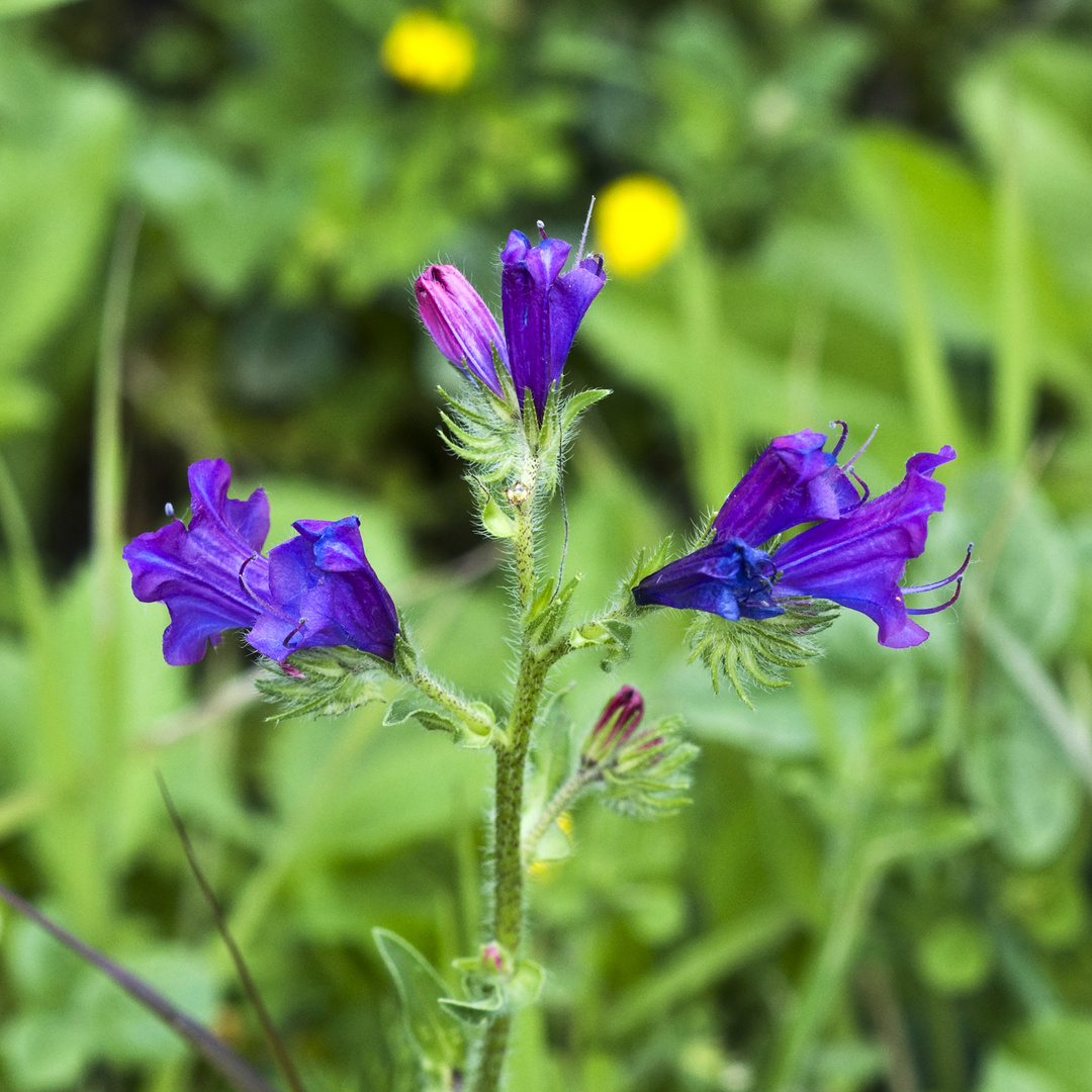 Violet Flowers of Spring