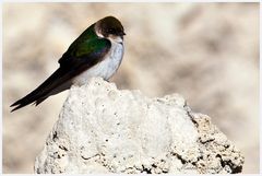 Violet-Green Swallow - Veilchenschwalbe