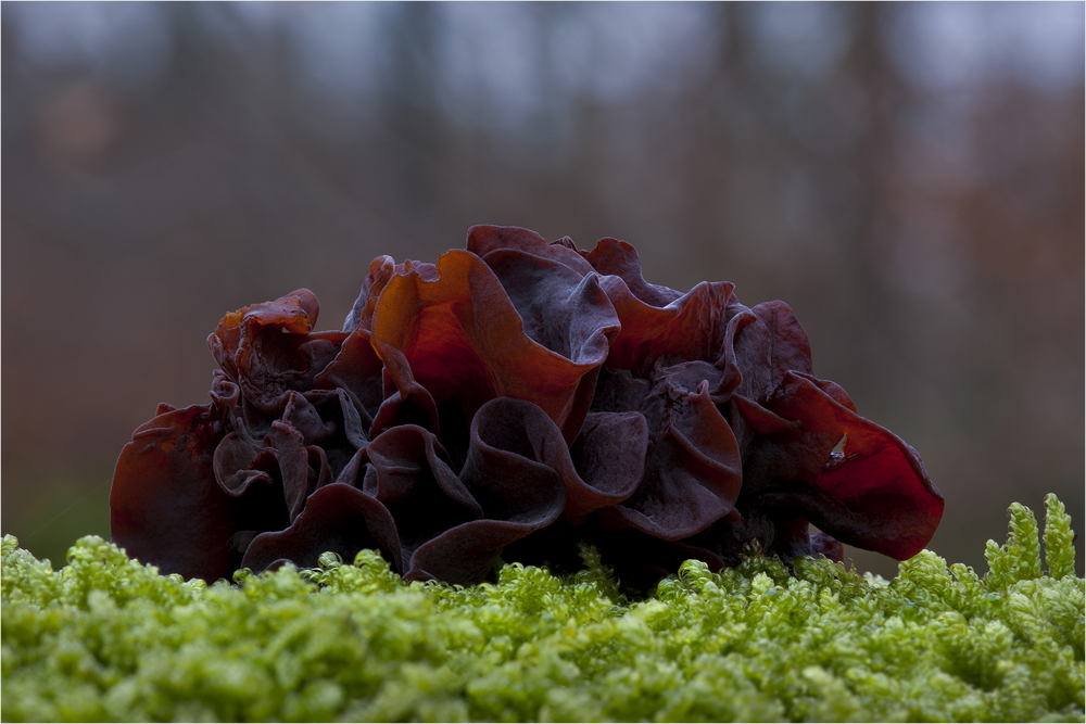 Violet Hill Foto & Bild pflanzen, pilze & flechten, pilze & flechten