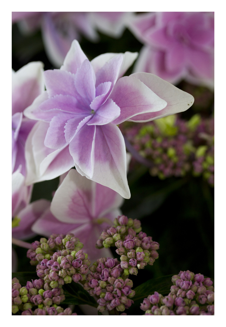 Violet Hydrangea