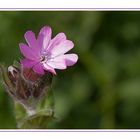 "Violet" in my garden