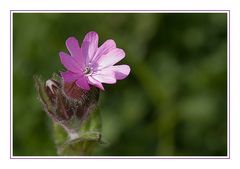 "Violet" in my garden