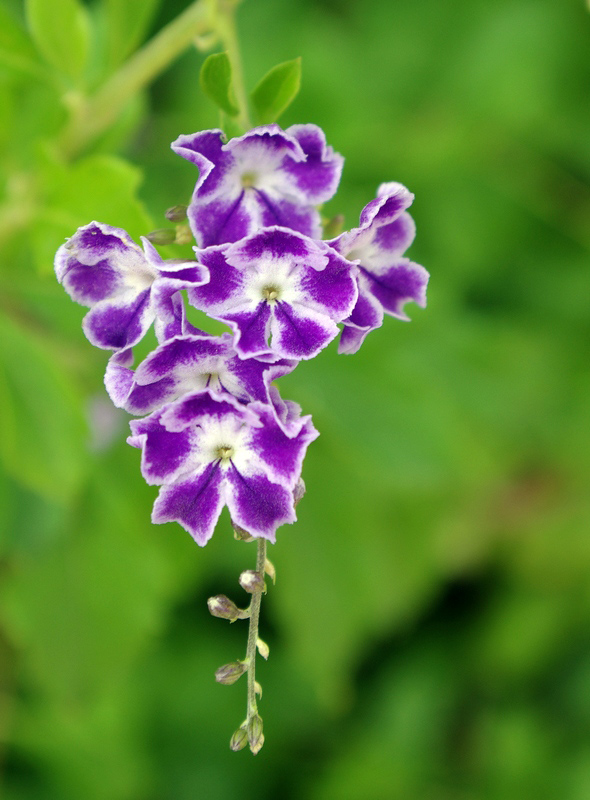 Violet in the green