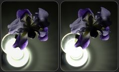 ... violet ... +Kreuzblick 3D+