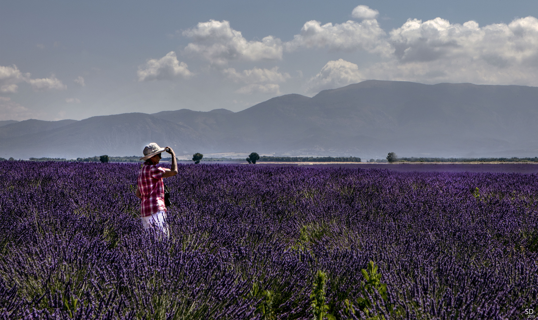 Violet lavande dans la lumière de juillet .