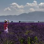 Violet lavande dans la lumière de juillet .