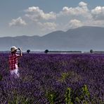 Violet lavande dans la lumière de juillet .