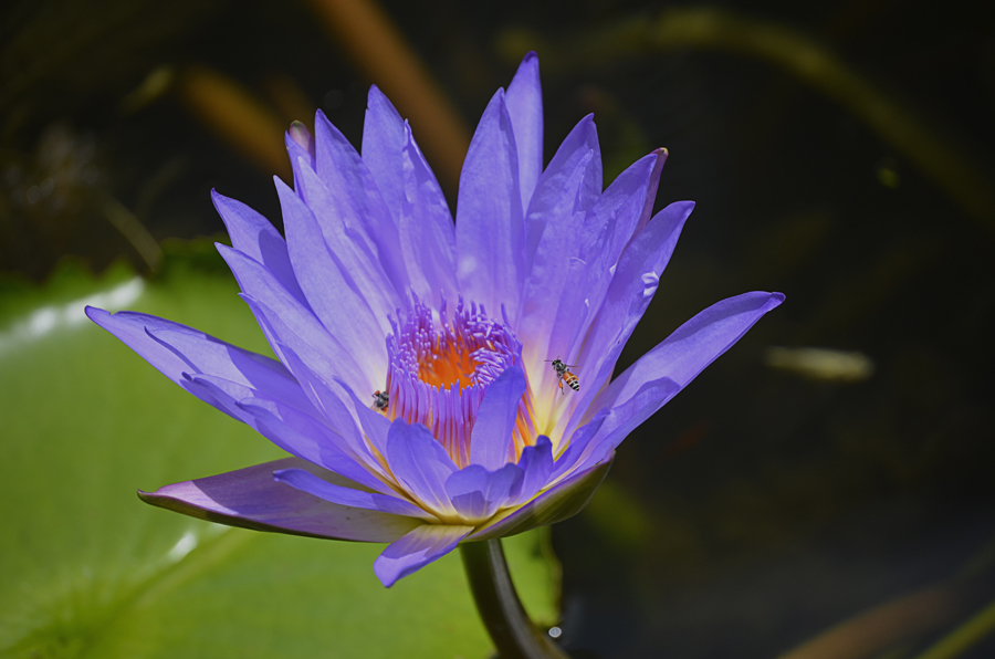 Violet lily and the bee