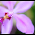 Violet Macro