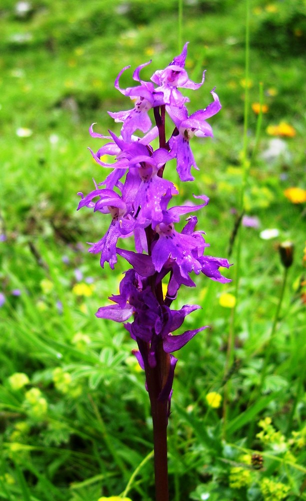 Violet Mountainorchideen