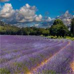 Violet of Provence.