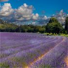 Violet of Provence.