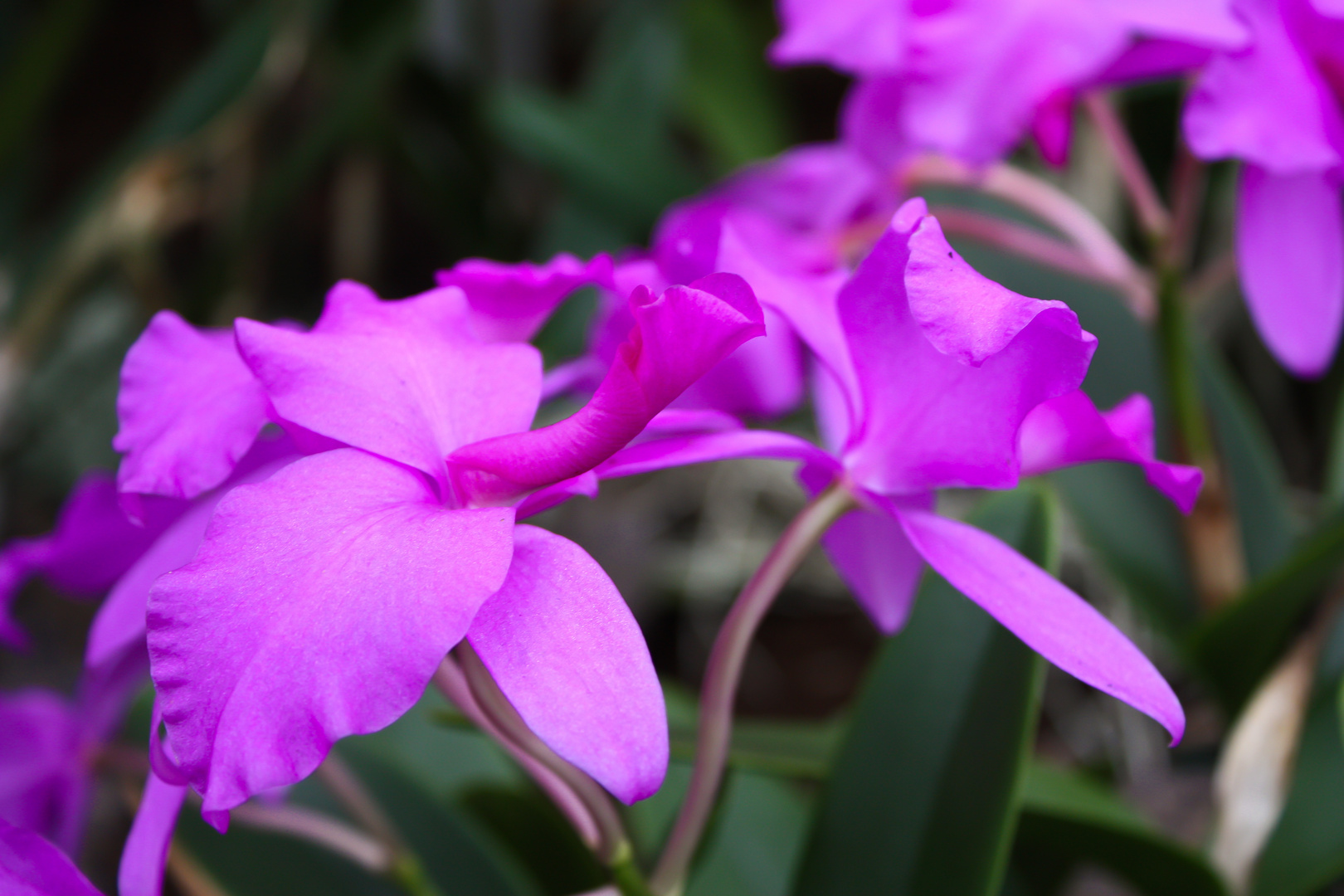 Violet Orchids