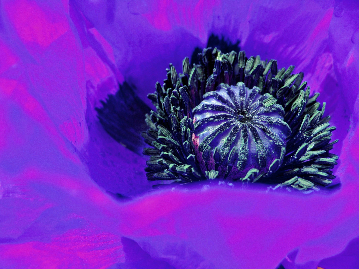 violet poppy