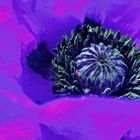 violet poppy