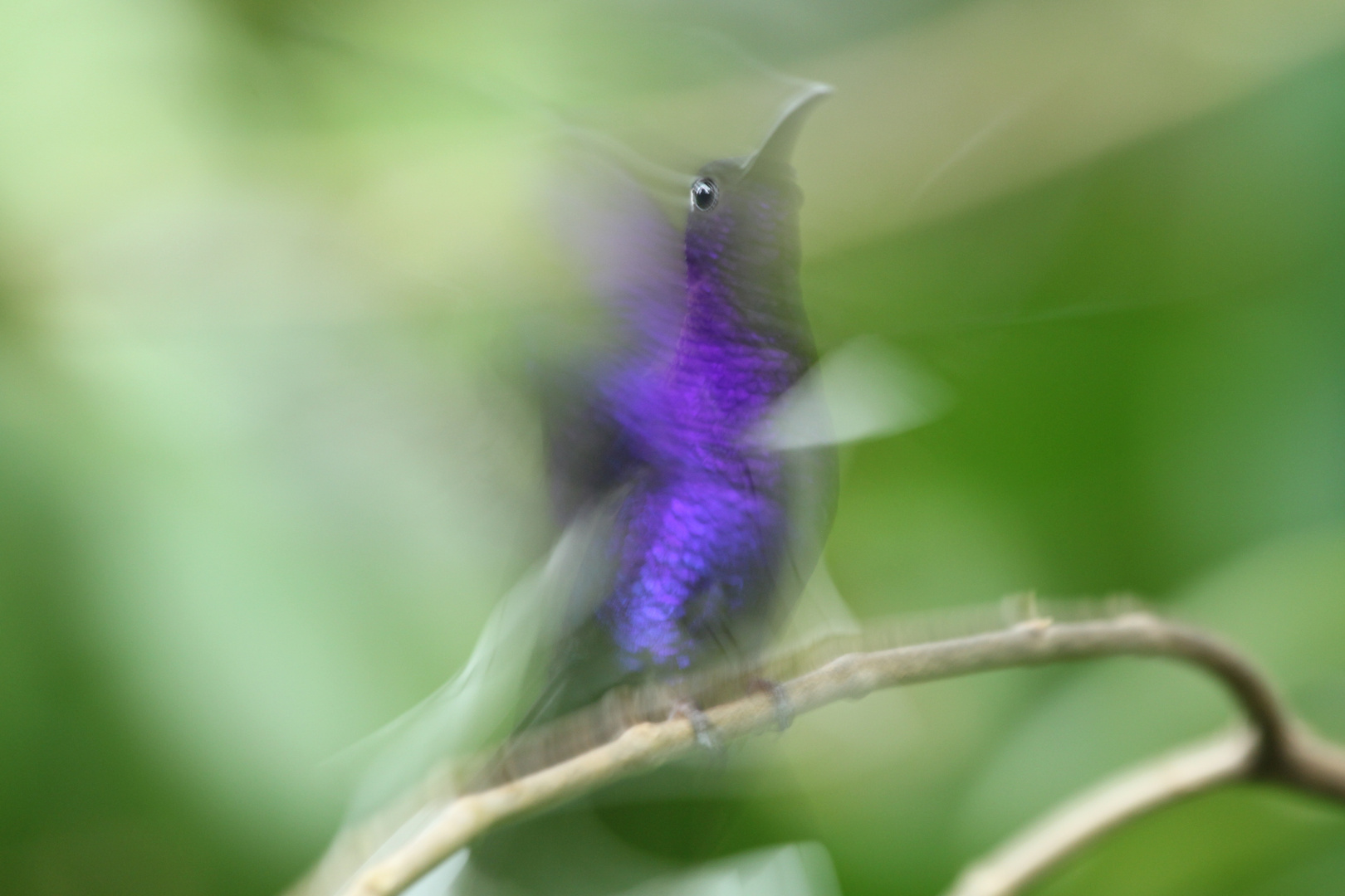 Violet Sabrewing