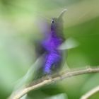 Violet Sabrewing