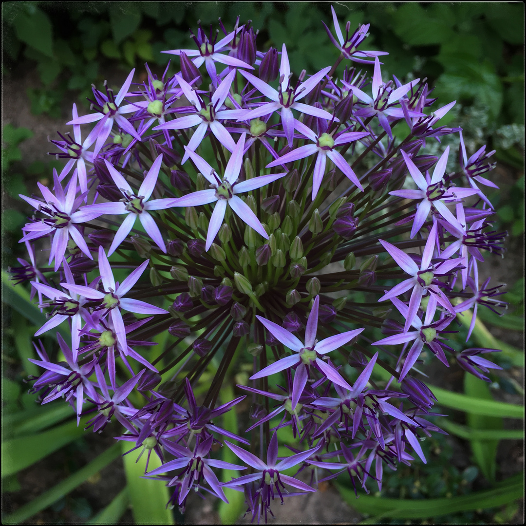 violet stars