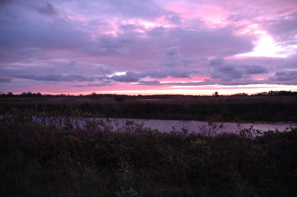 Violet Sunset Paradise