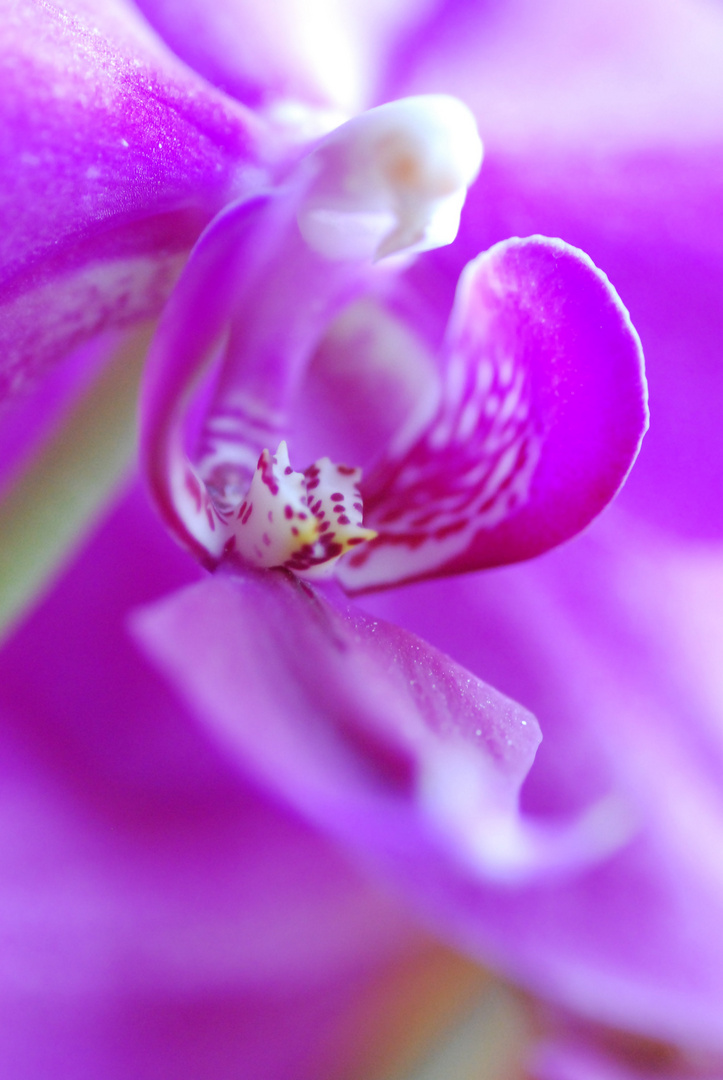 Violet sur Blanc