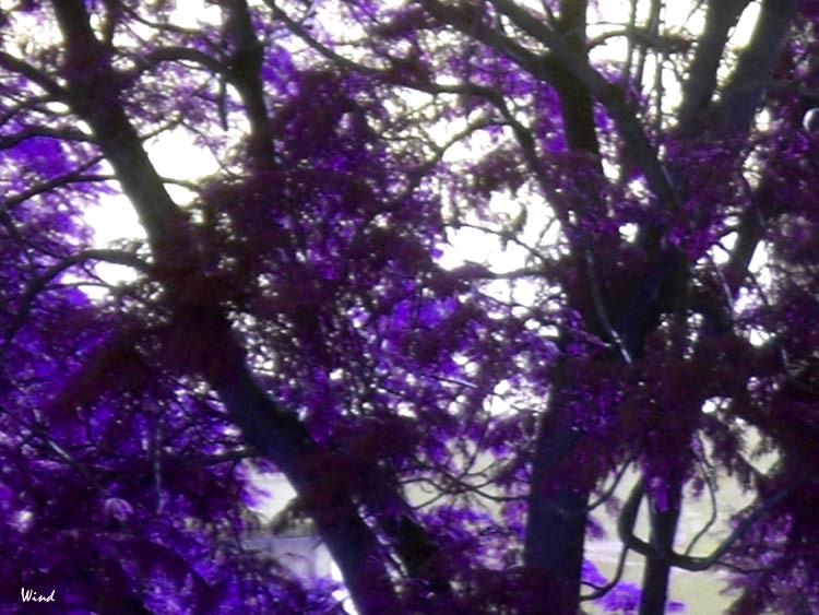 Violet tree