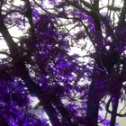 Violet tree