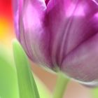 violet tulip