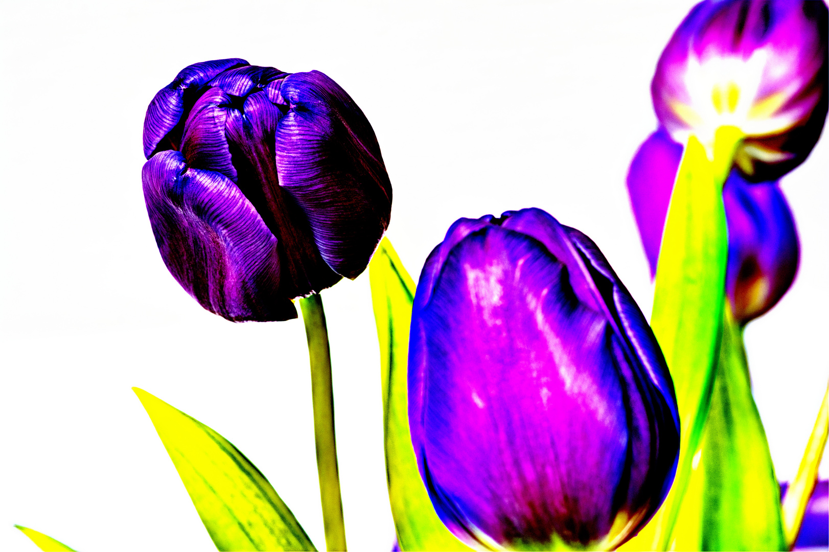 violet tulips