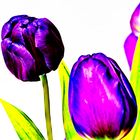 violet tulips