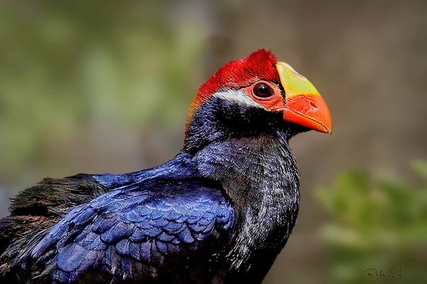 Violet Turaco