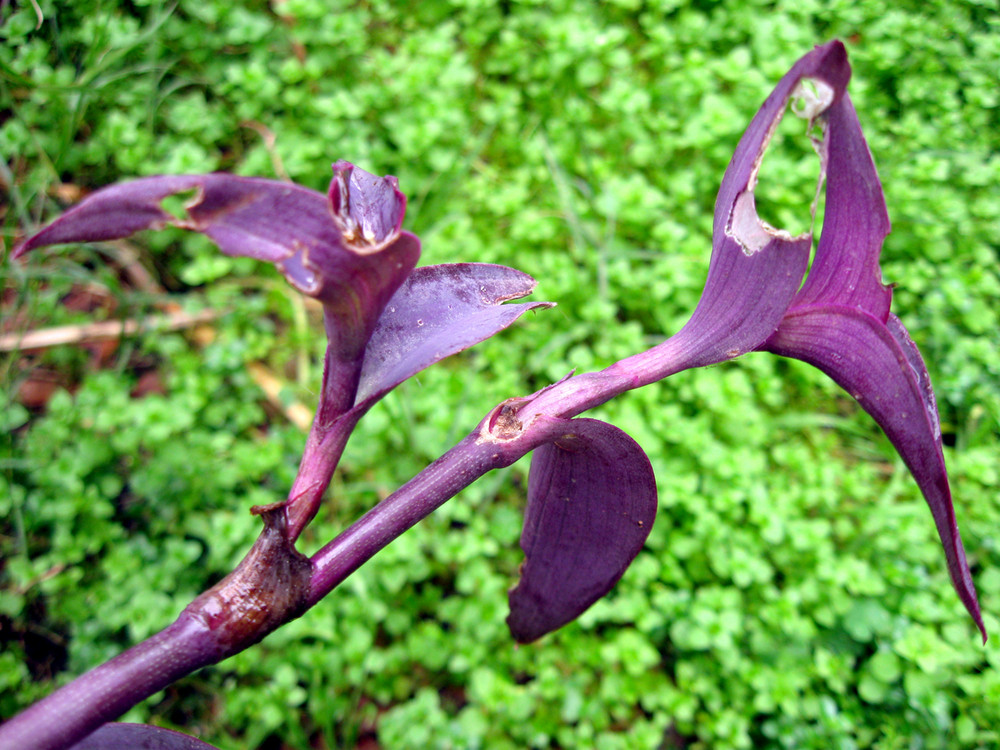 Violet Wildflowers