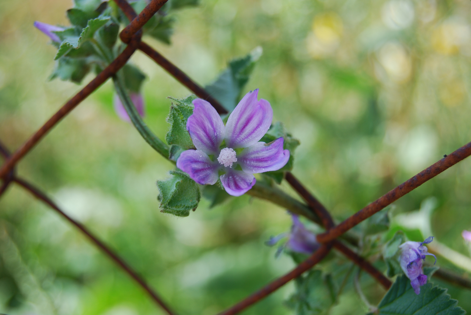 Violeta