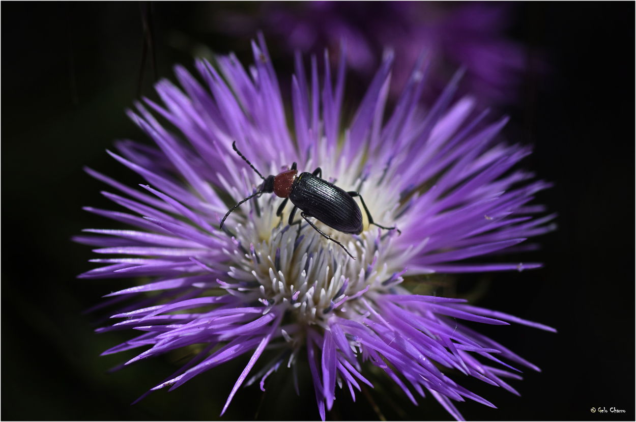 Violeta