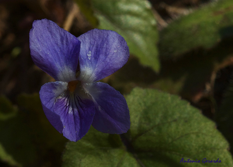 Violeta