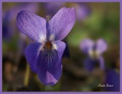 Violeta