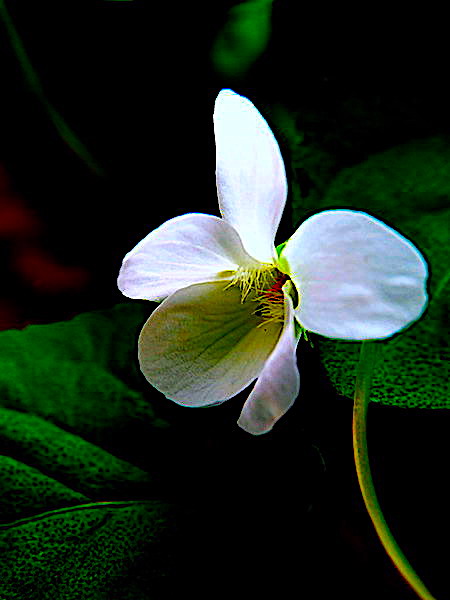 Violeta Blanca Imagen & Foto | elementos , naturaleza, flores Fotos de  fotocommunity