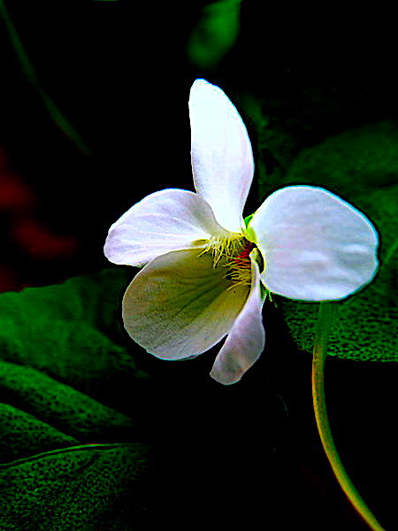 Violeta Blanca Imagen & Foto | elementos , naturaleza, flores Fotos de fotocommunity Violeta Blanca Imagen & Foto | elementos , naturaleza, flores Fotos de fotocommunity
