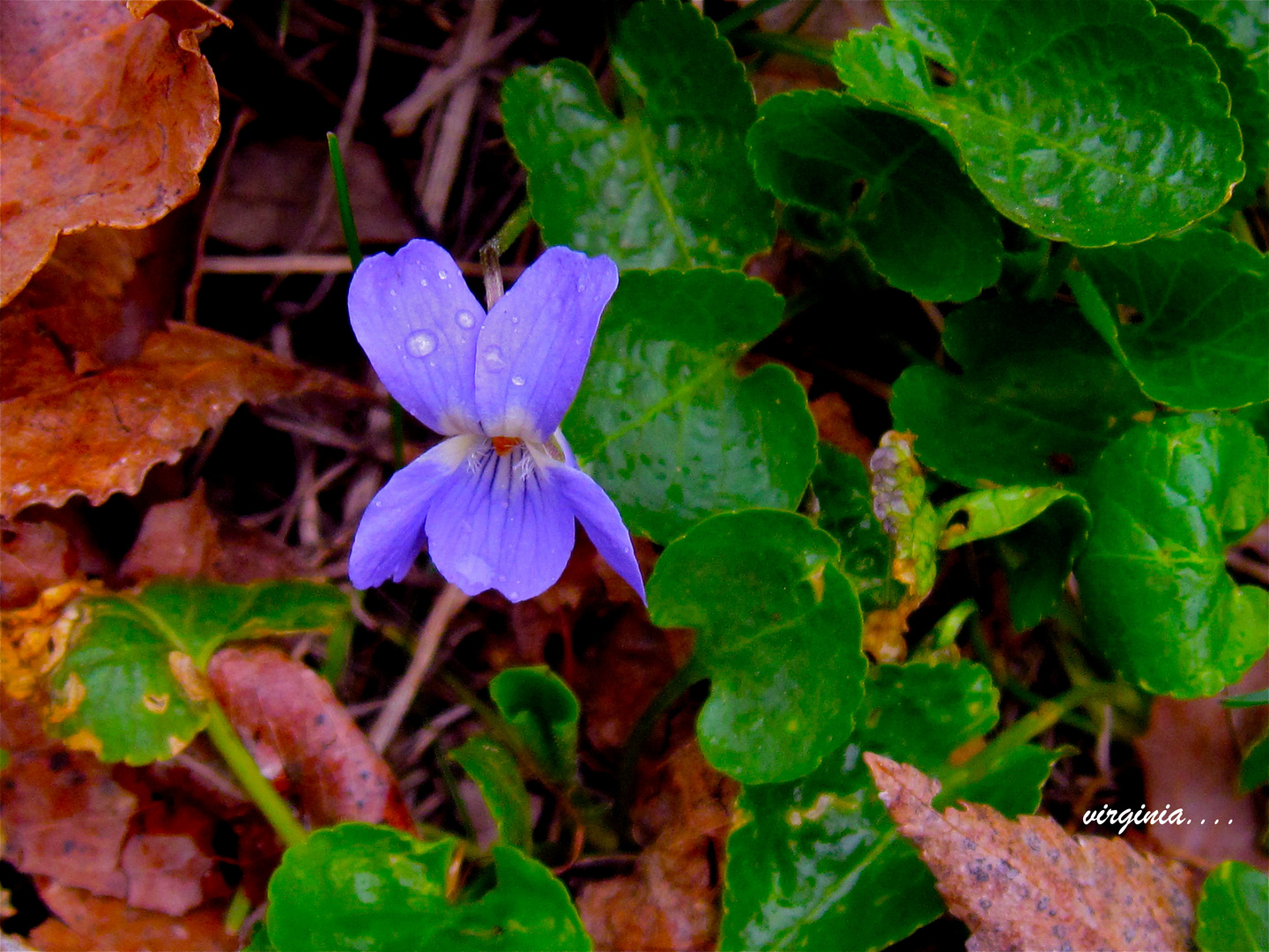 violeta