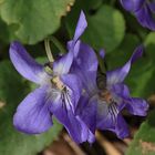 Violeta (Viola odorata)