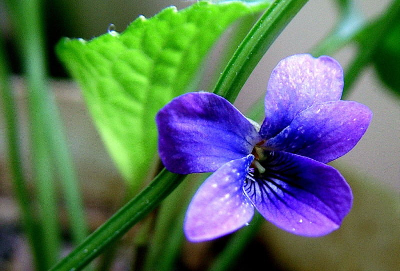 Violeta (Viola Odorata)