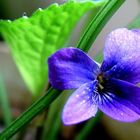 Violeta (Viola Odorata)