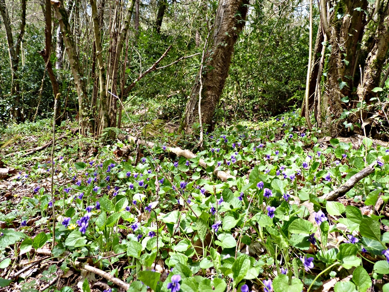 Violetas