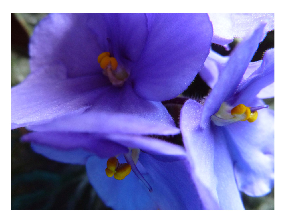 Violetas para mi niña