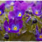 Violets