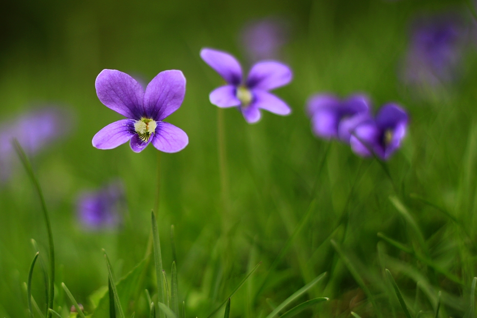 violets