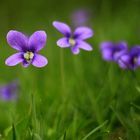 violets