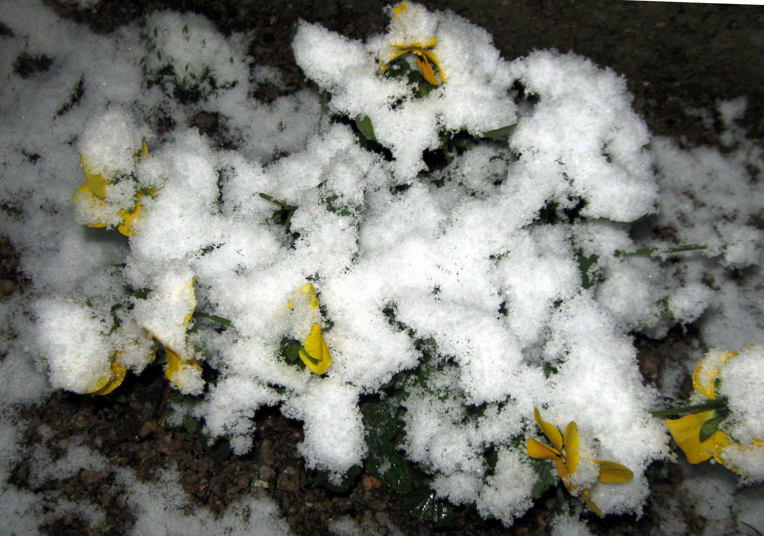 Violets in the snow