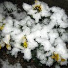 Violets in the snow